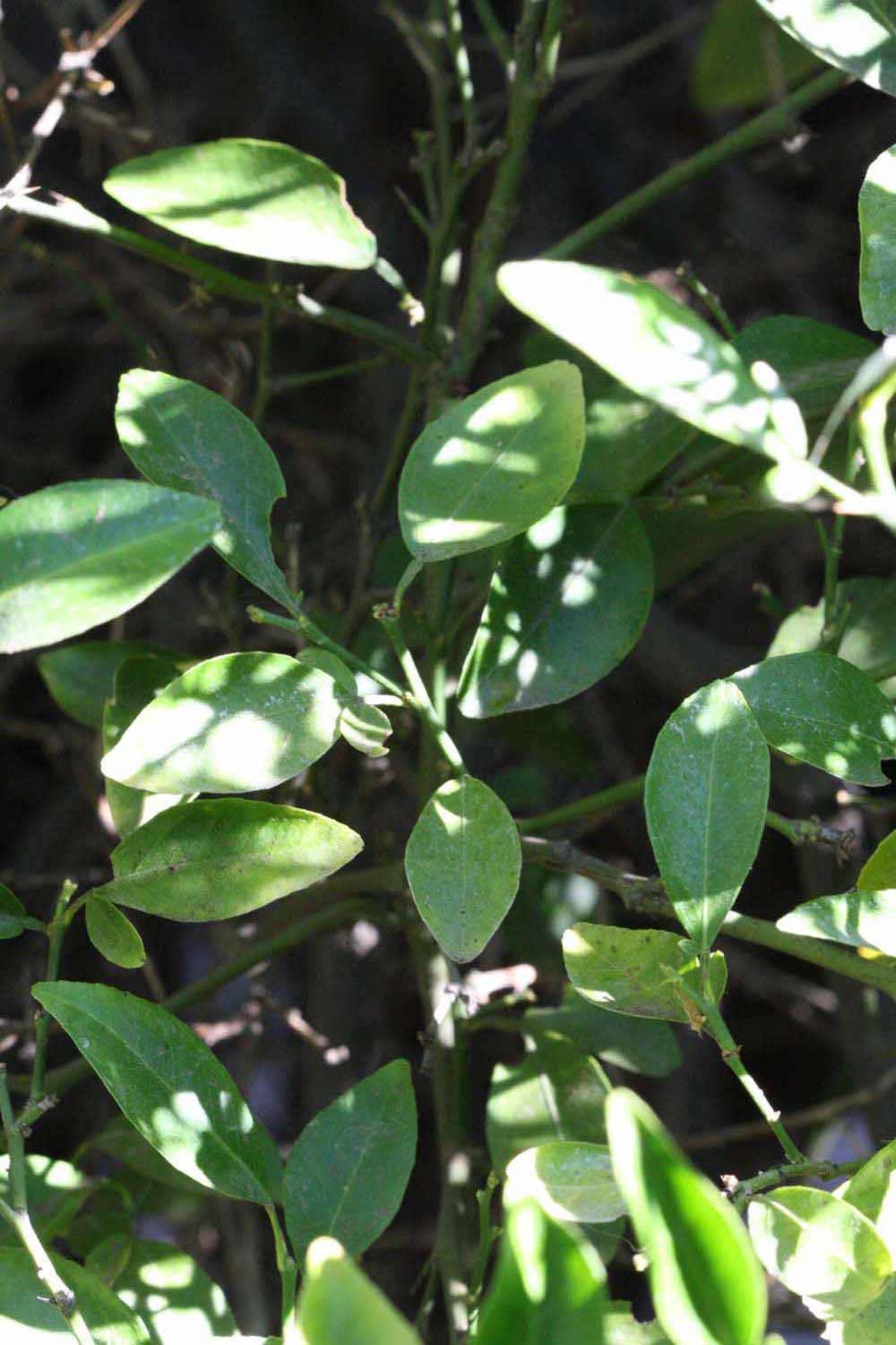              Shade leaves (Riverside, CA)       